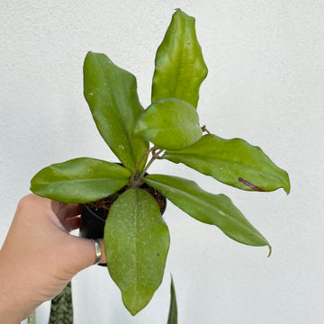 3” Hoya erythrina on trellis - sun stress deep purple