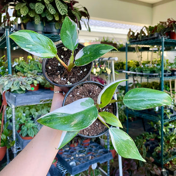 4” Philodendron white princess