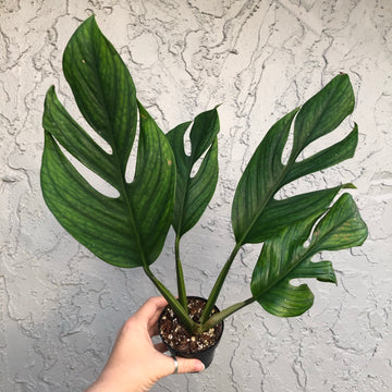 Monstera pinnatipartita - 8