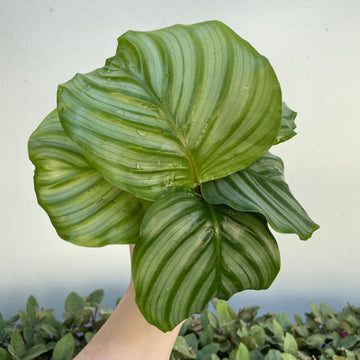 4” Calathea 'orbifolia’