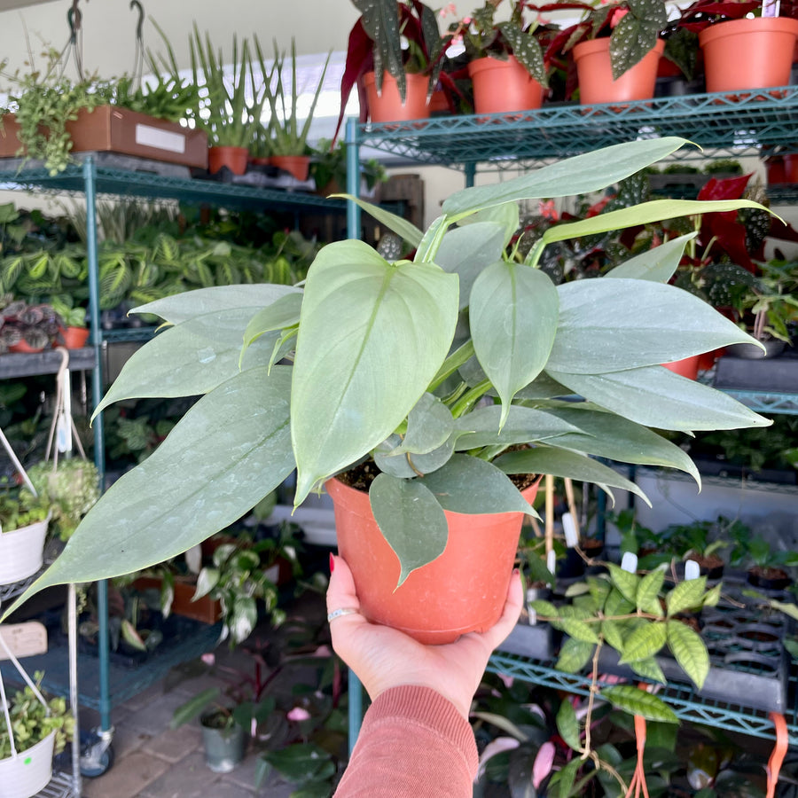 6” Philodendron silver sword