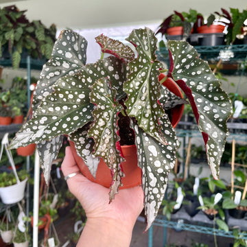 6” Angel Wing Begonia ‘Harmony’s White Diamonds’