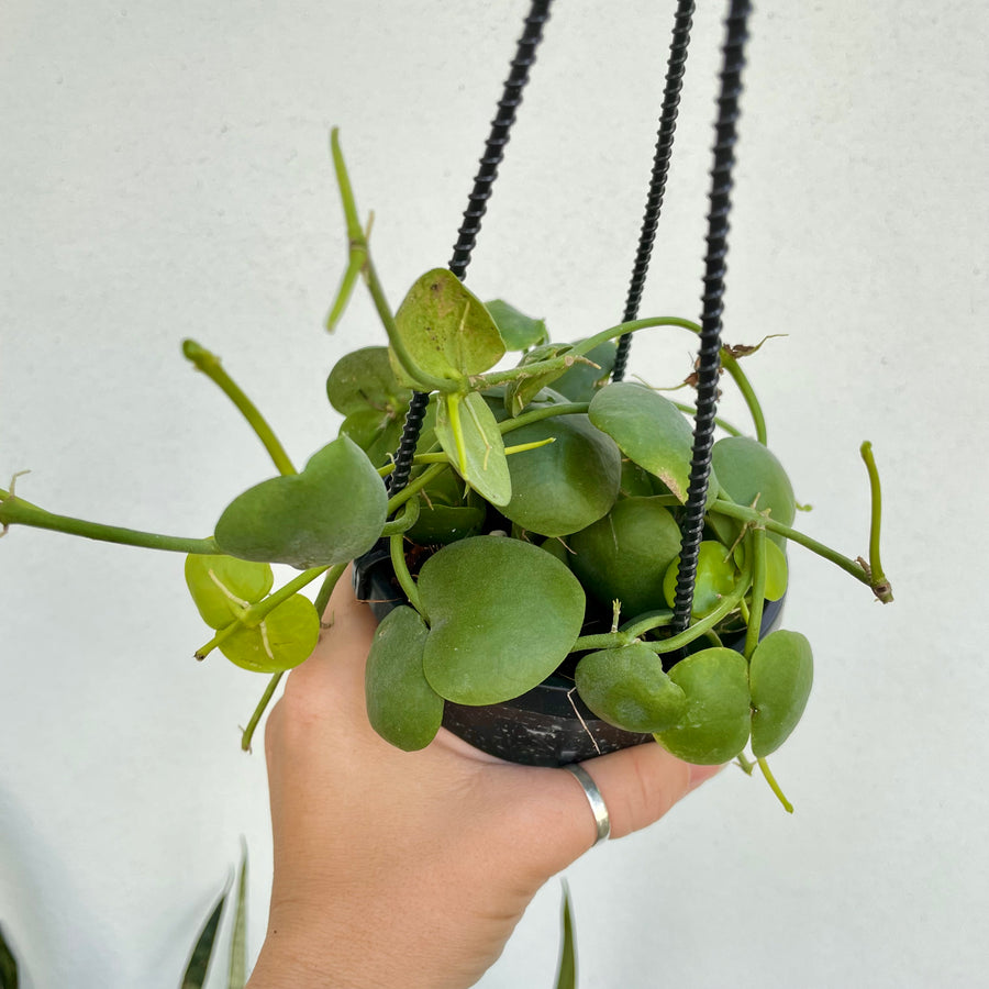 4” Dischidia sp. ‘Camiguin Island’