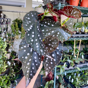 6” Angel Wing Begonia 'Harmony’s Muse'
