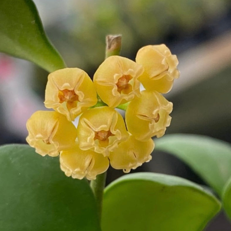 4” Hoya heuschkeliana yellow