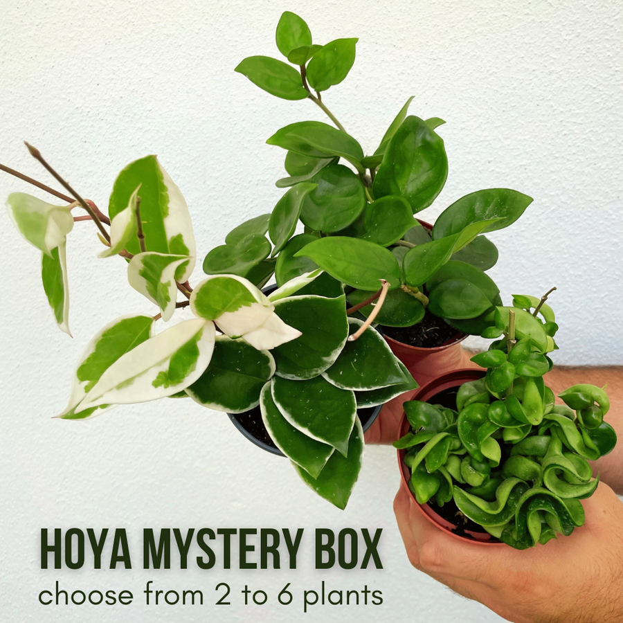 Hoya Mystery Box - contains 2-6 random Hoya
