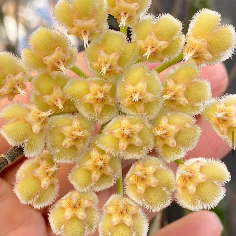 4” Hoya imbricata