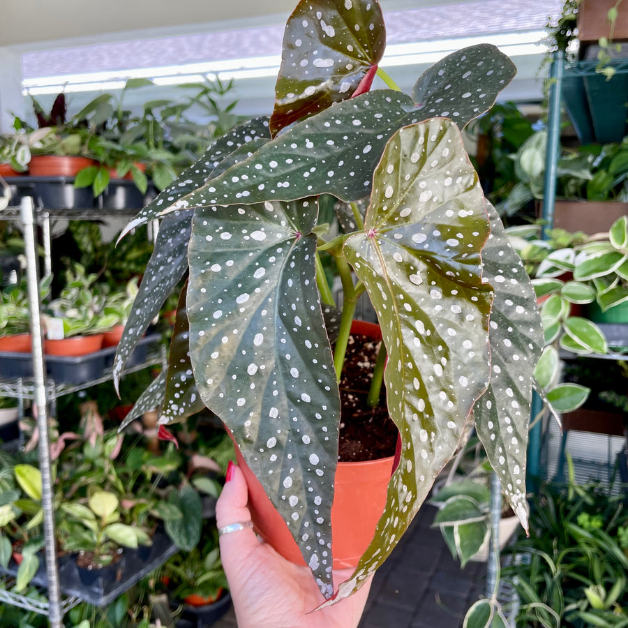 6” Angel Wing Begonia ‘Harmony’s Fantasy Girl’