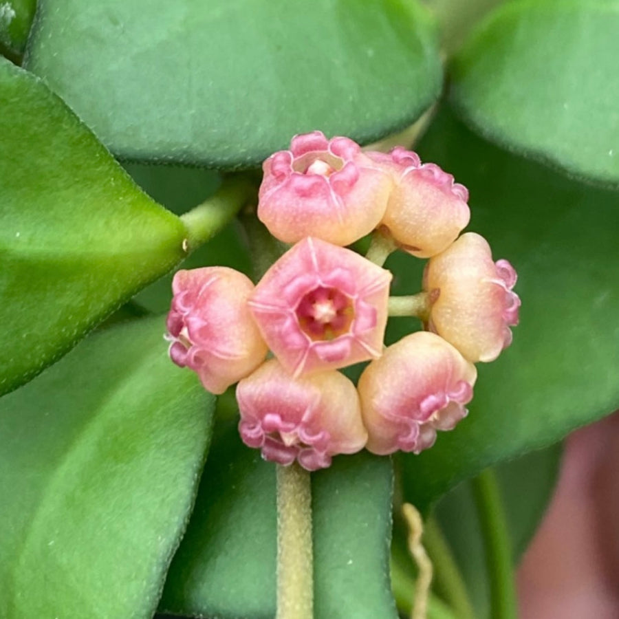 4” Hoya heuschkeliana pink
