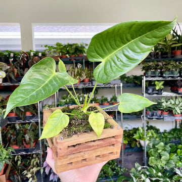6” Anthurium Veitchii basket