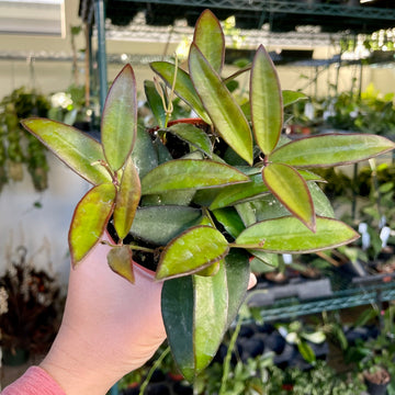 4” Hoya rosita