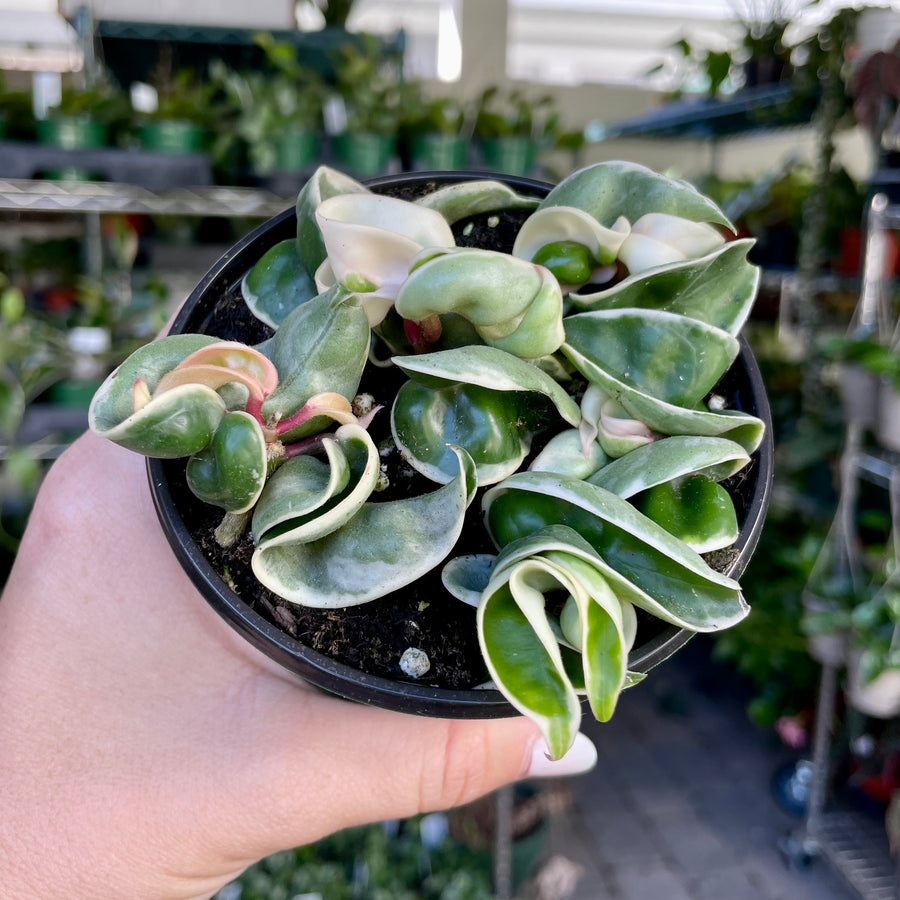 Hoya Compacta variegata - small (no vines) - 4” pot