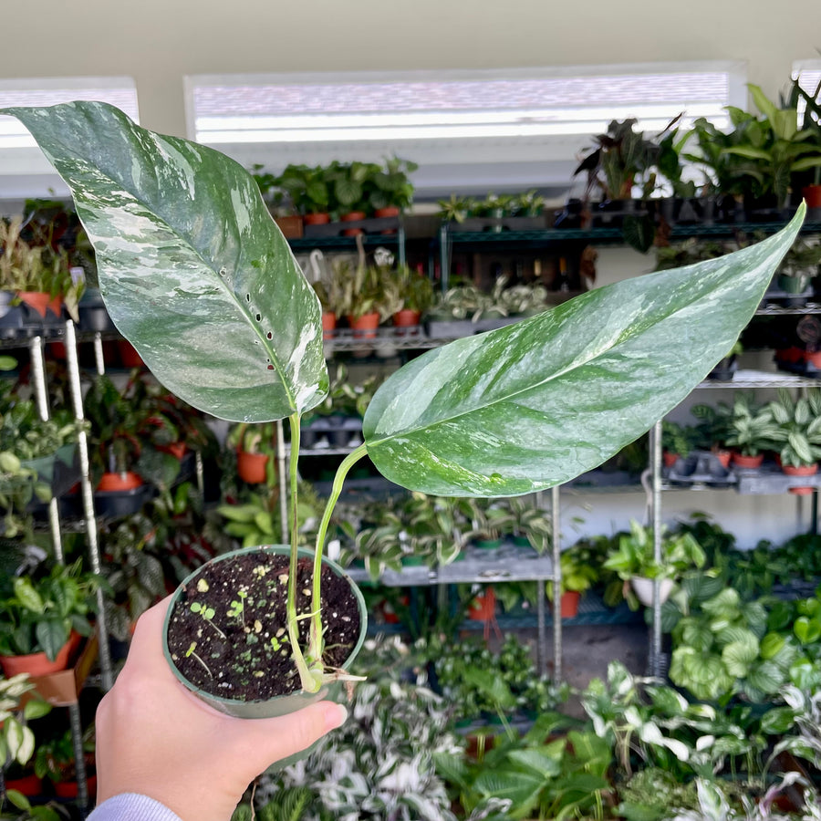 4” Epipremnum Pinnatum 'albo variegata’