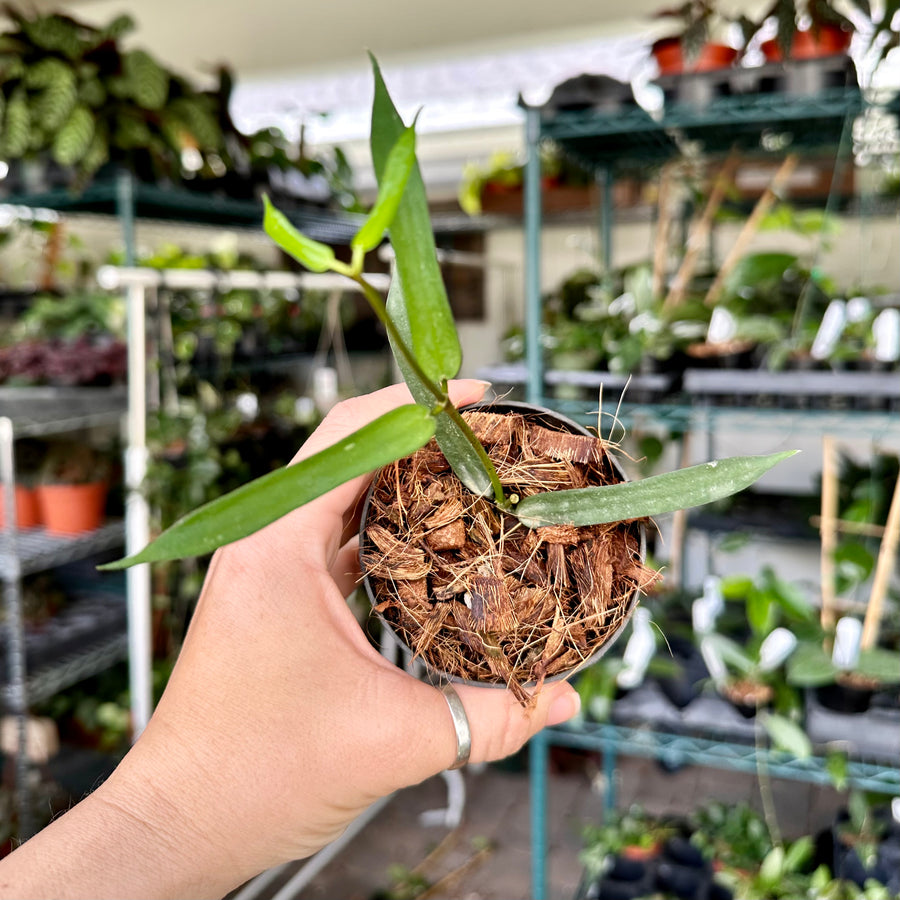 Hoya pandurata