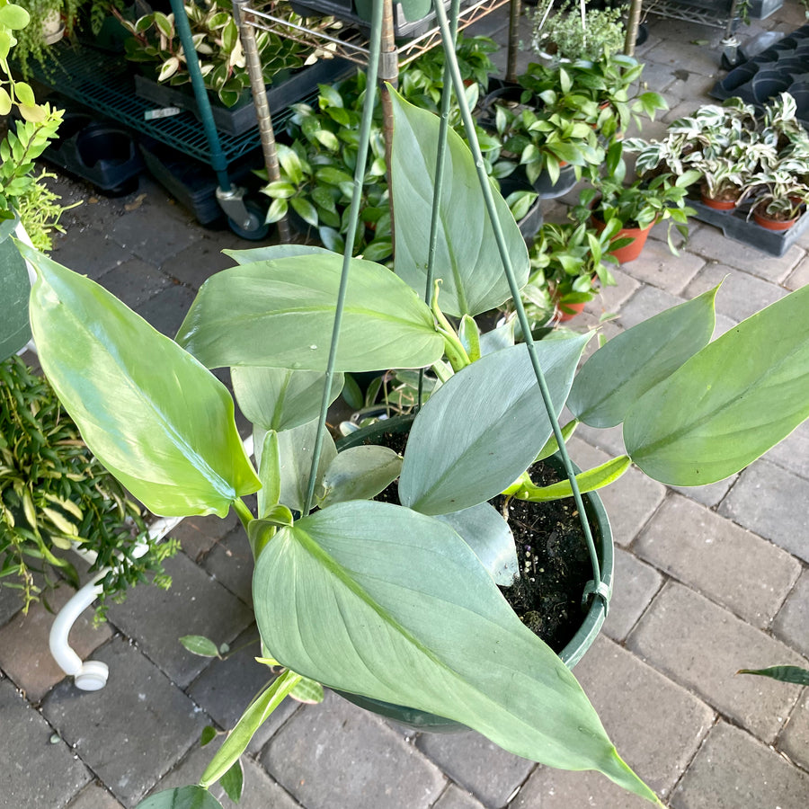 8” Philodendron silver sword