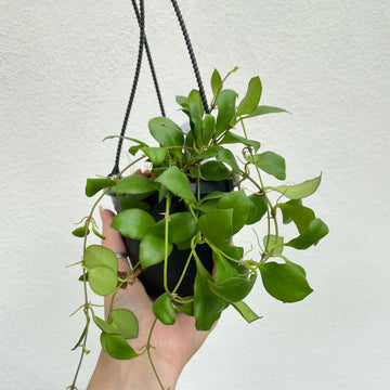 4” Hoya heuschkeliana pink