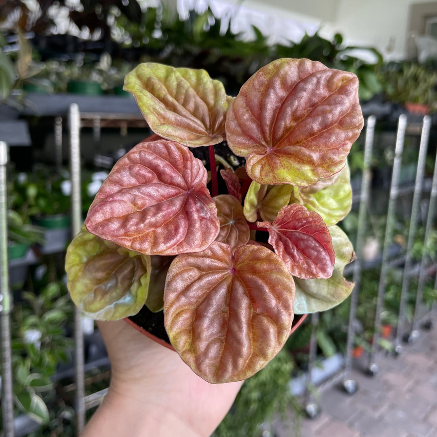 4” Peperomia quito