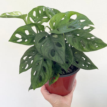 Monstera adansonii (wide/round form) - swiss cheese plant