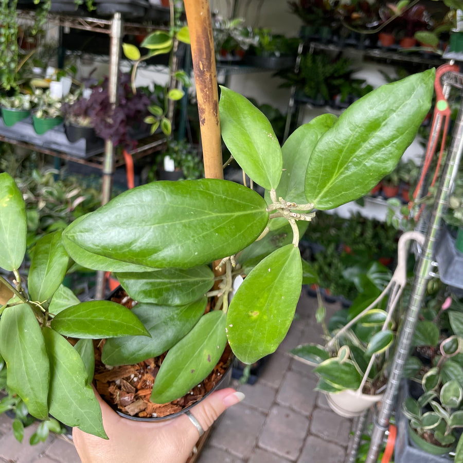 4” Hoya cutis-porcelana with trellis