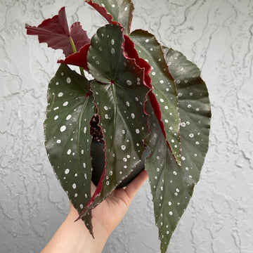 6” Angel Wing Begonia ‘Harmony’s Dark Side of The Moon’