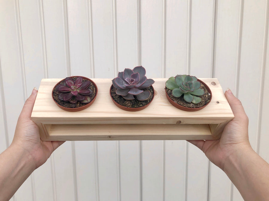 Cute & Handmade Plant Holder - Holds 3” pots
