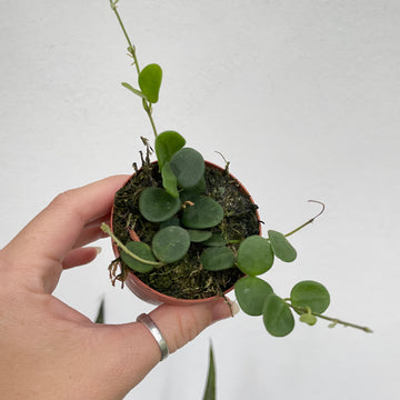 Hoya serpens