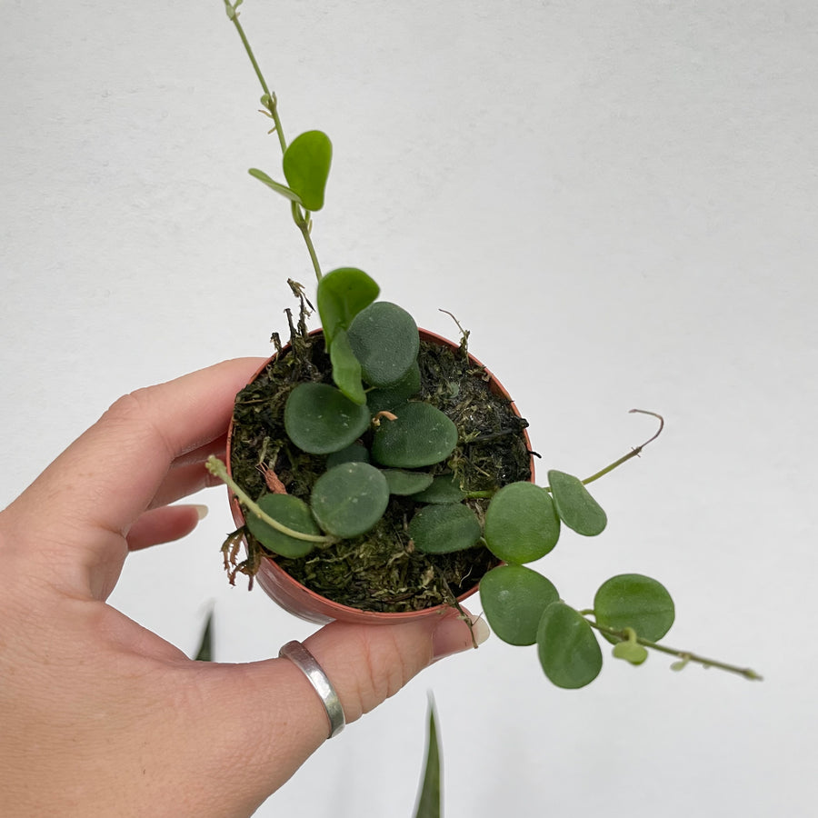 Hoya serpens