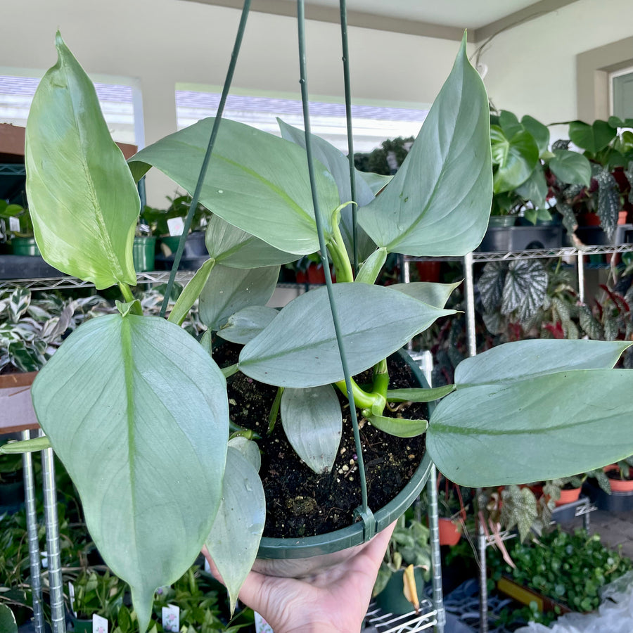 8” Philodendron silver sword