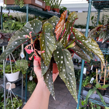 4” Angel Wing Begonia - ‘Harmony's Siren’