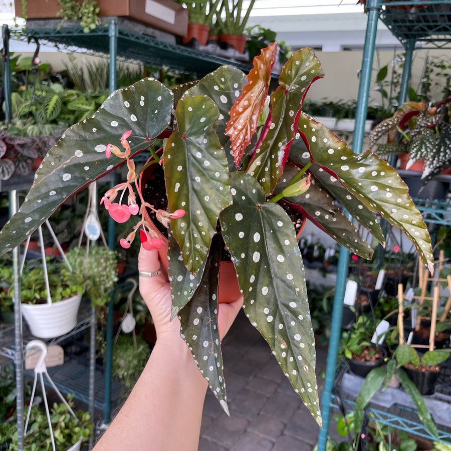 4” Angel Wing Begonia - ‘Harmony's Siren’