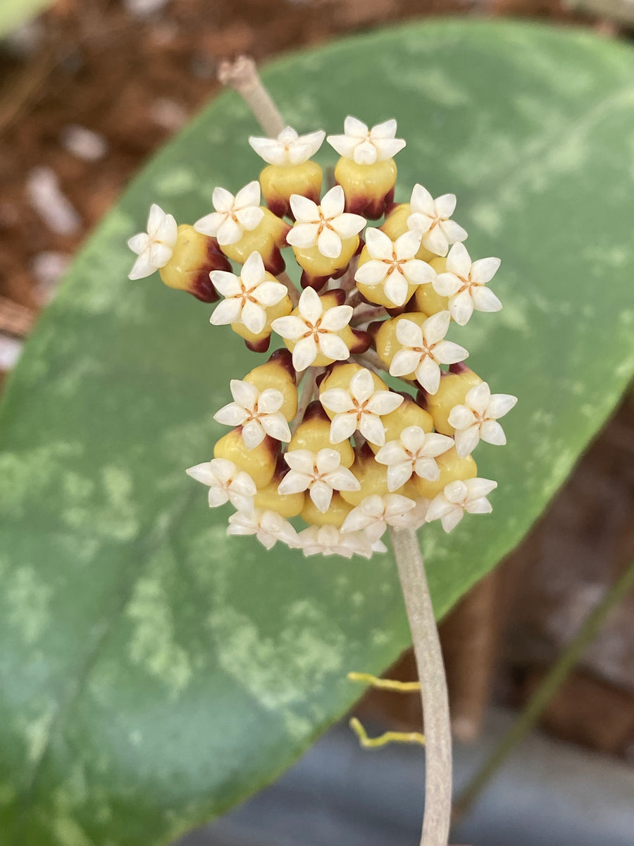 Hoya sp. finlaysonii