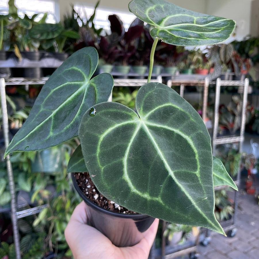 anthurium 6 Anthurium Clarinervium