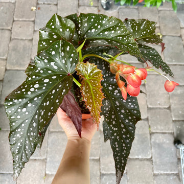 4” Angel Wing Begonia - Harmony's Dreams