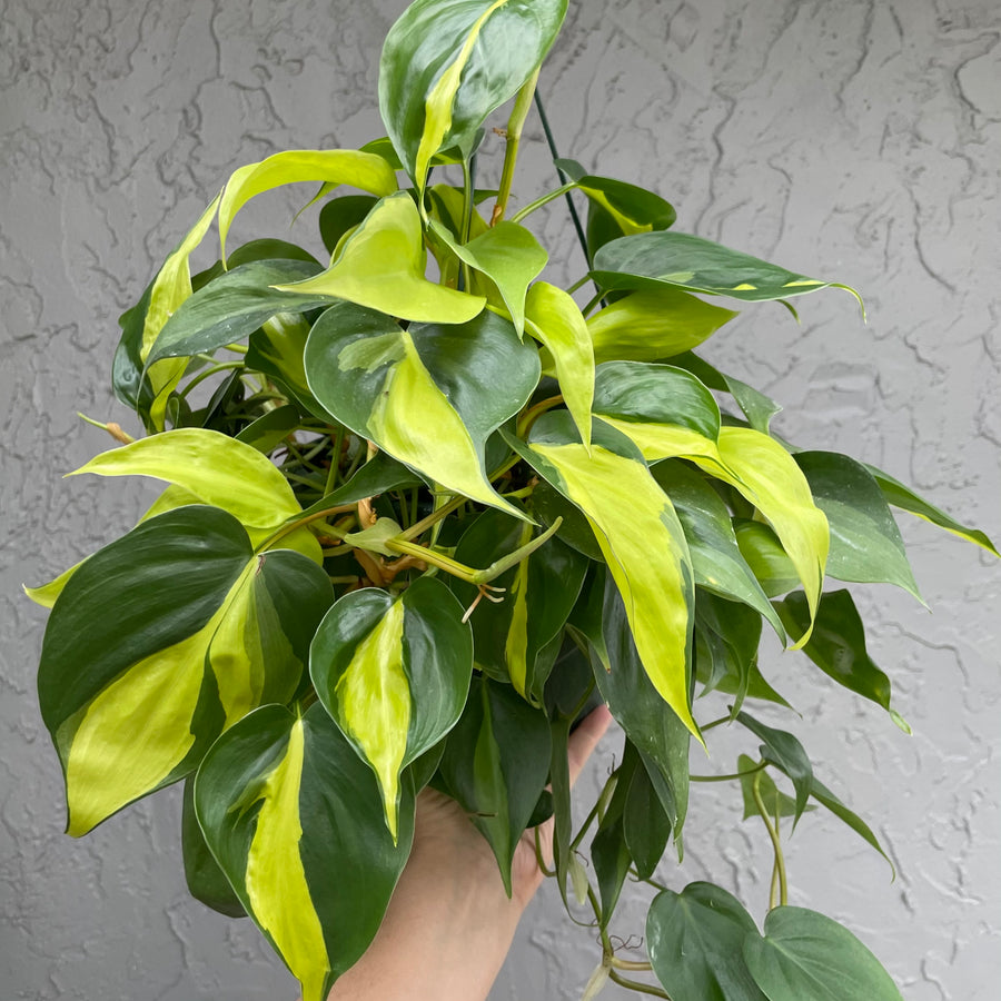 Philodendron brasil - XL 8
