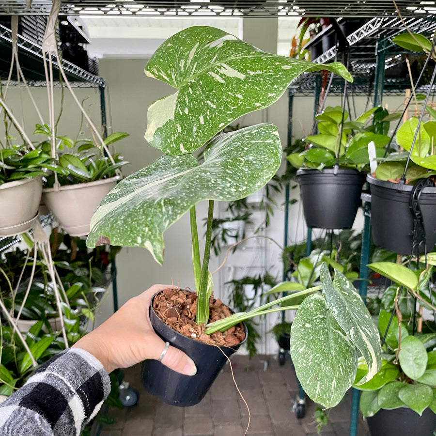 4” Monstera Thai Constellation