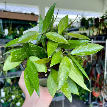 4” Hoya gracilis