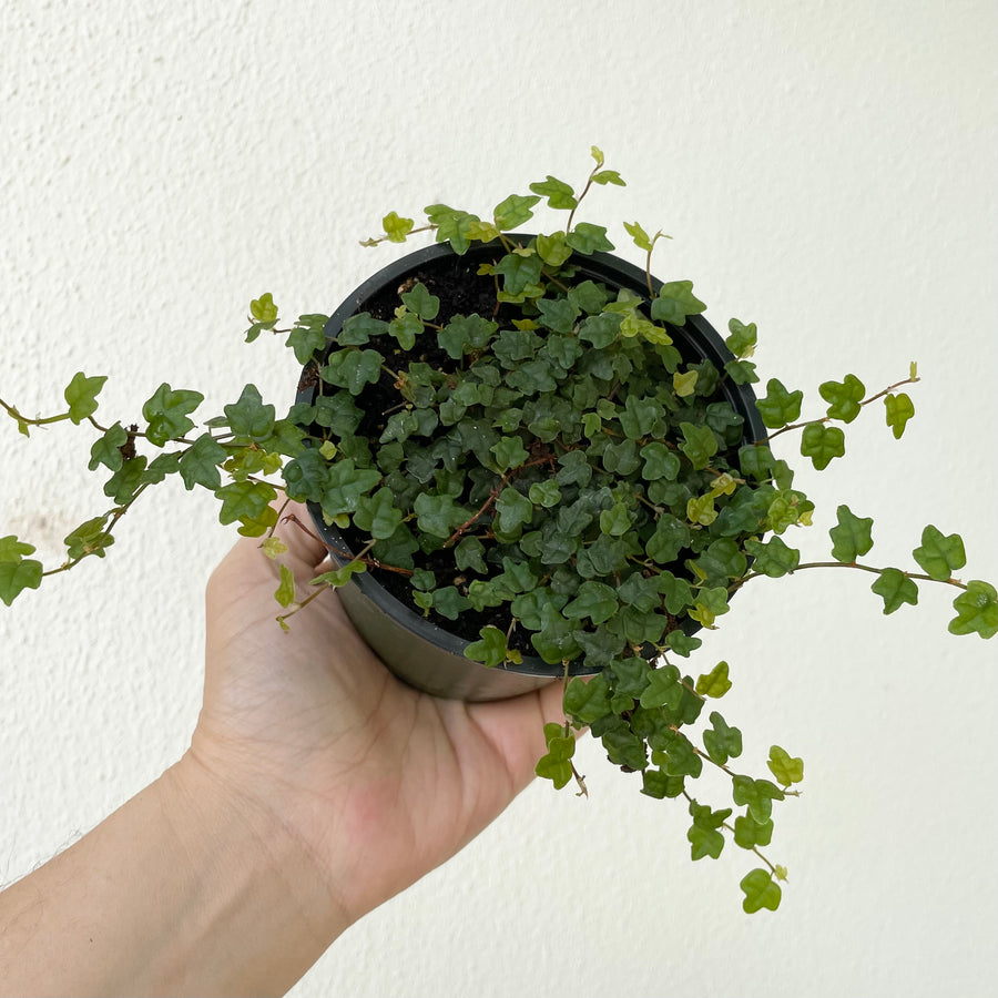 Ficus Pumila Quercifolia - String of Frogs