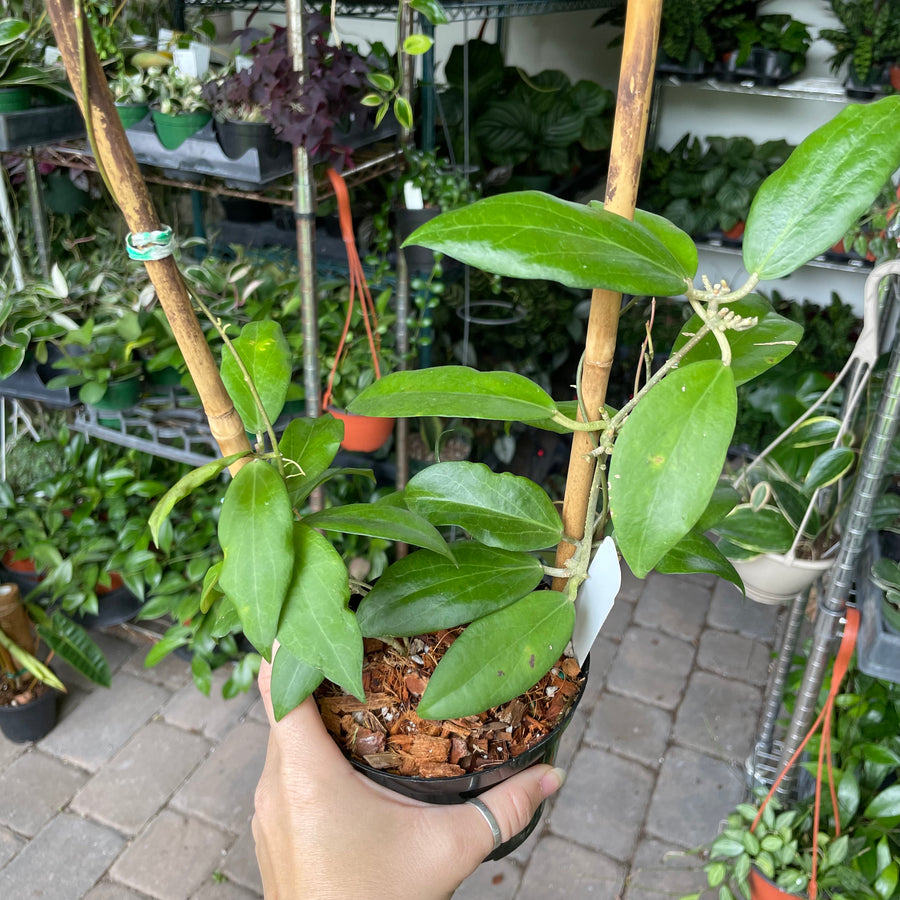4” Hoya cutis-porcelana with trellis