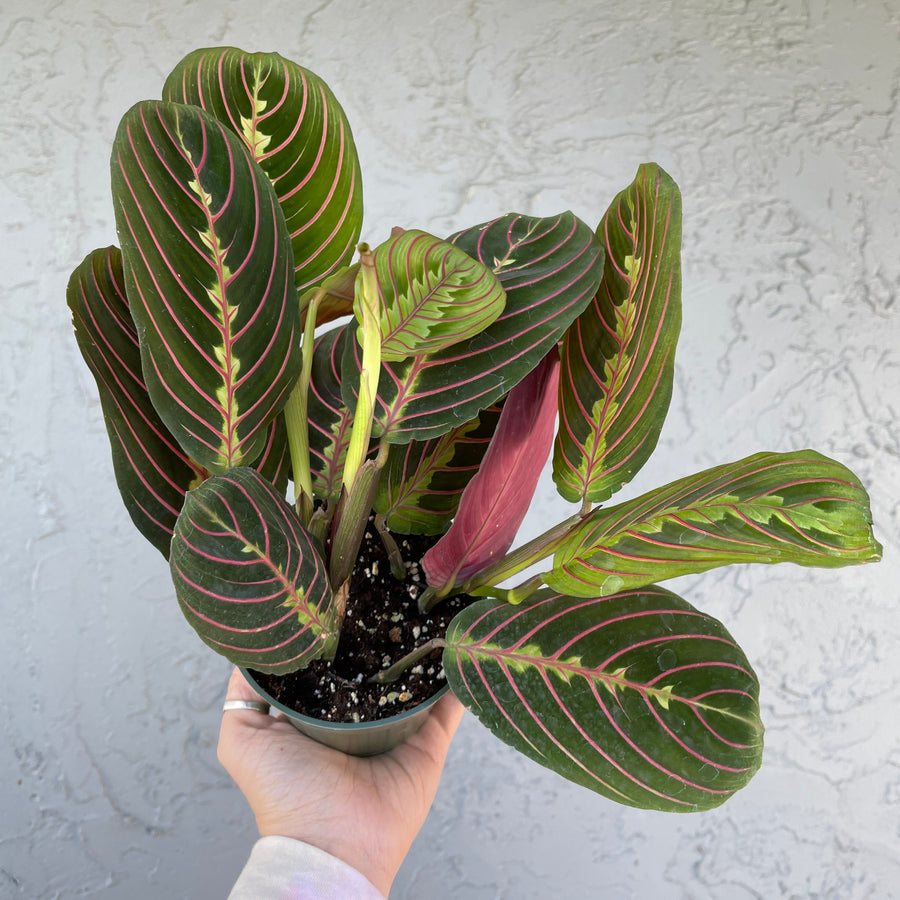 Red Maranta