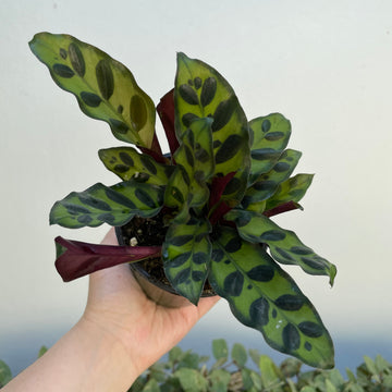 Calathea 'lancifolia’ - Rattlesnake