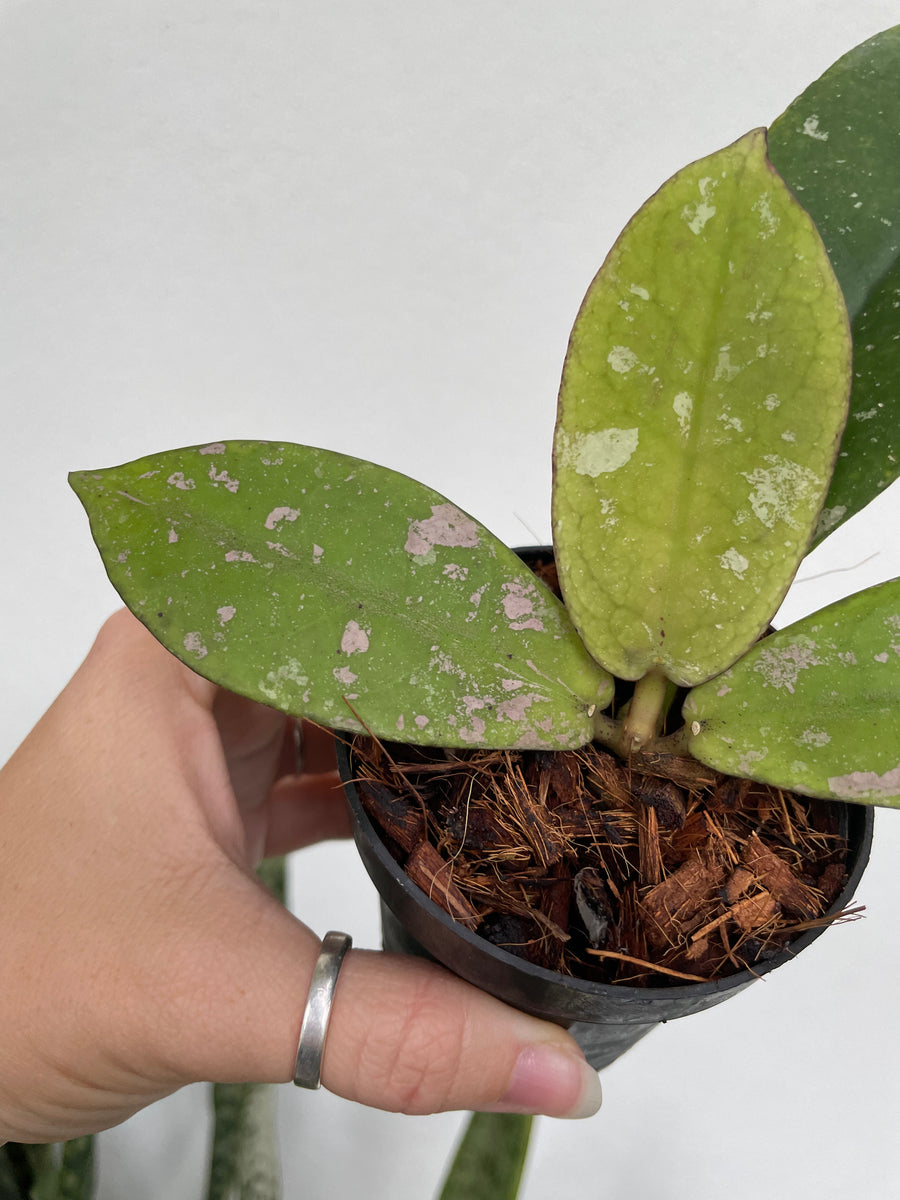 3” Hoya mitrata
