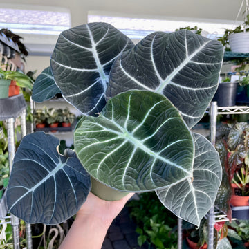 6” Alocasia black velvet