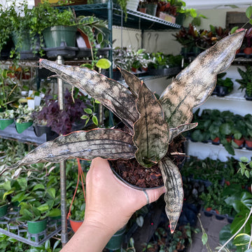 4” Sansevieria Kirkii Coppertone