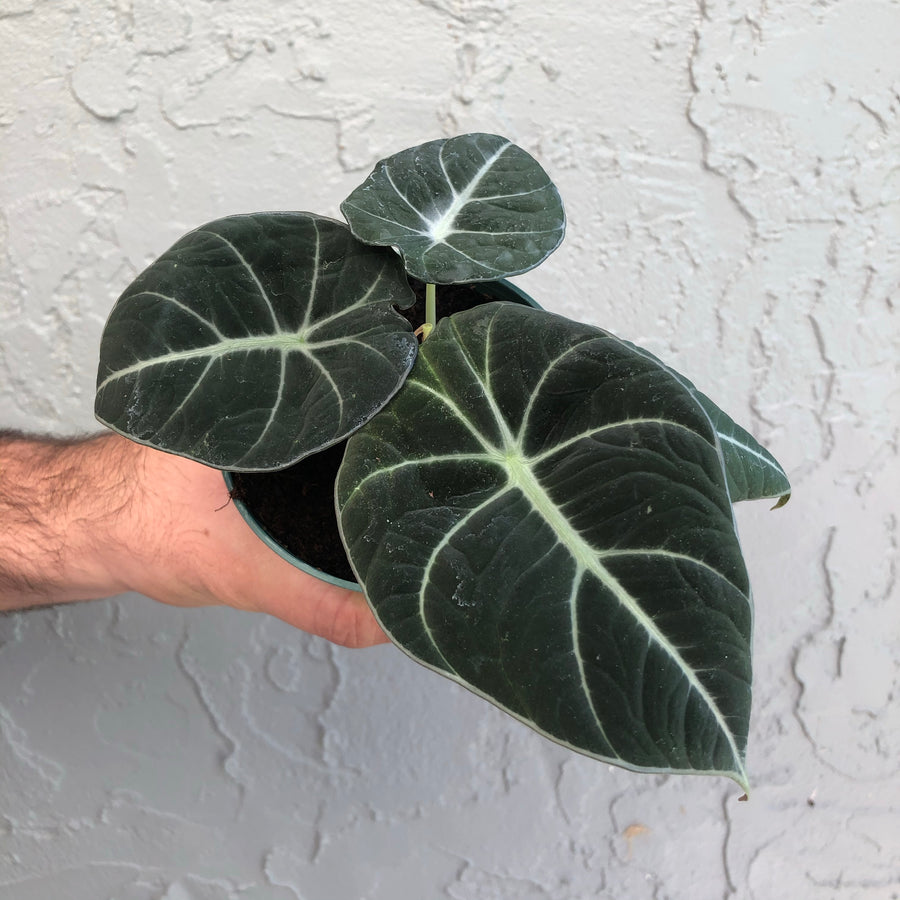 4” Alocasia black velvet