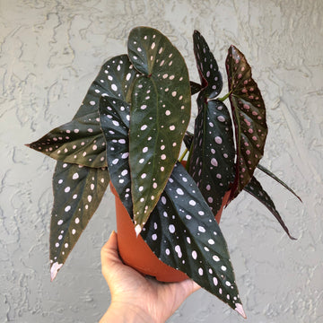 Angel Wing Begonia ‘Harmony’s Dark Star’ - 6” pot