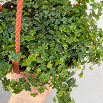 Ficus Pumila Quercifolia - String of Frogs