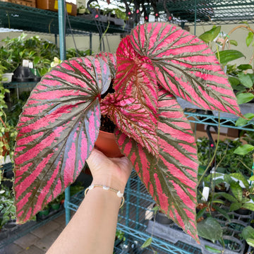 6” Begonia brevirimosa Exotica