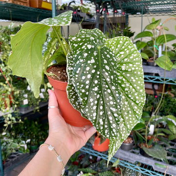 6” Angel Wing Begonia ‘Harmony’s White Ice’