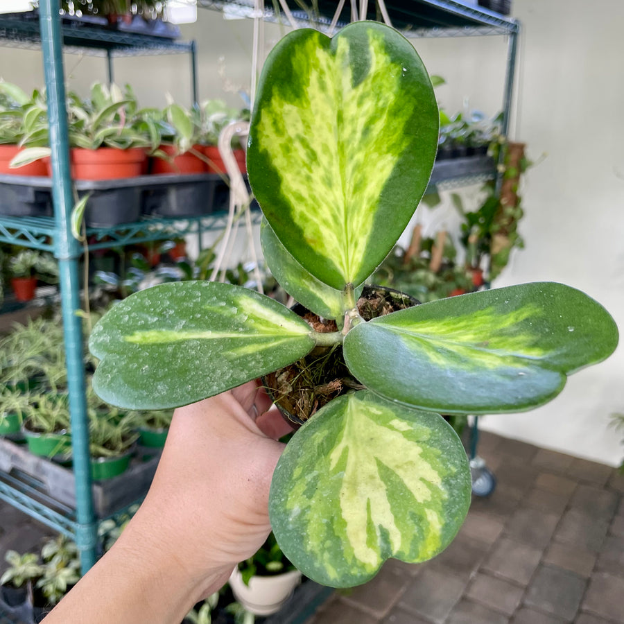 4” Hoya kerrii ‘picta spot’