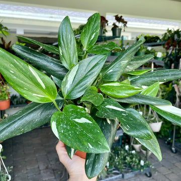 6” Monstera standleyana 'Albo Variegata'